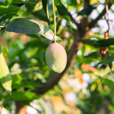 Van tropische boomgaard tot Nederlandse woonkamer: de reisvan mangohout